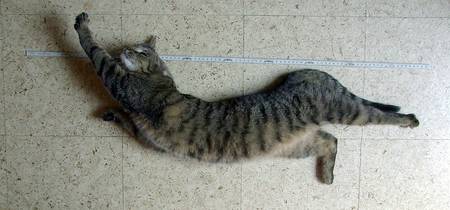 longcat